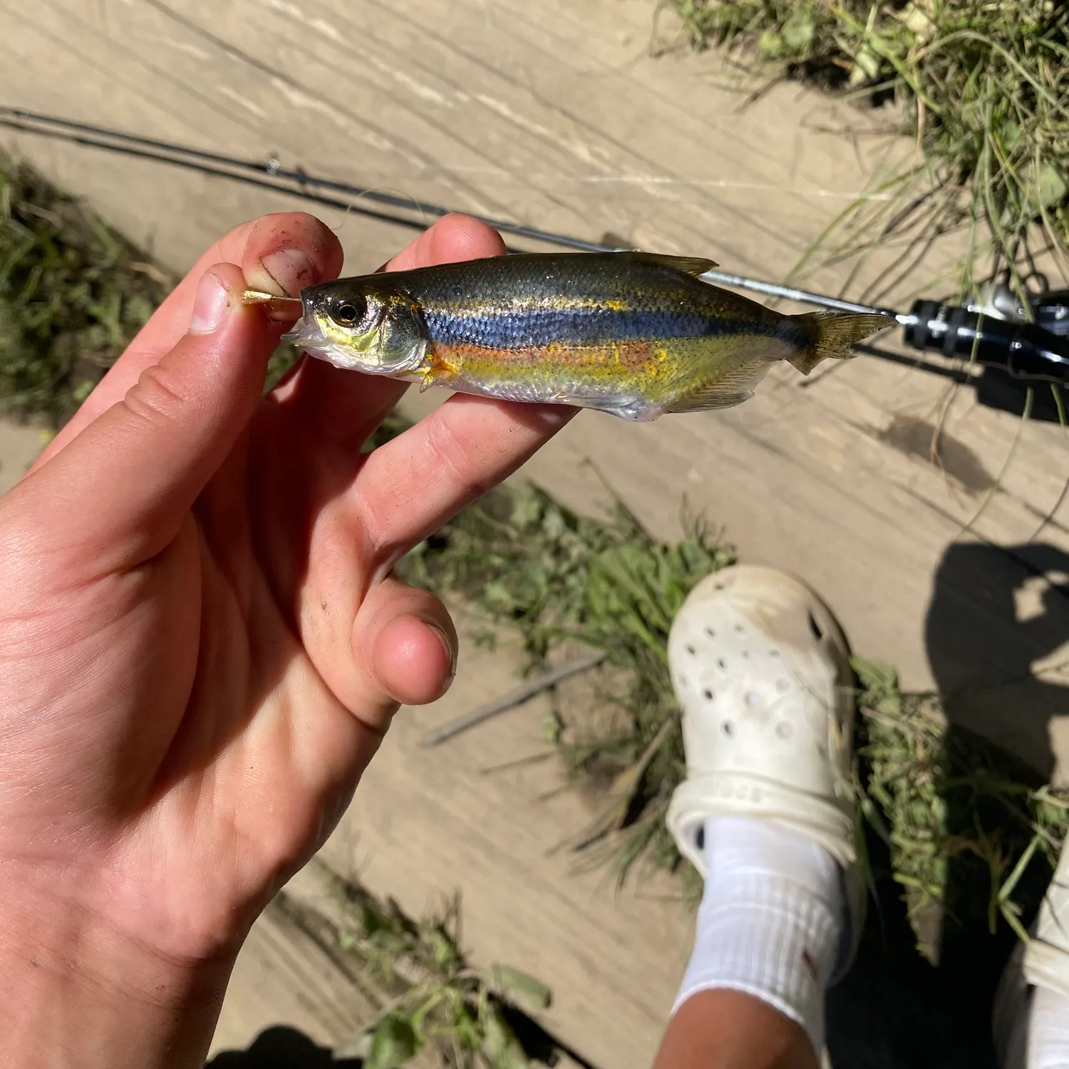 The most recent Redside shiner catches on Fishbrain