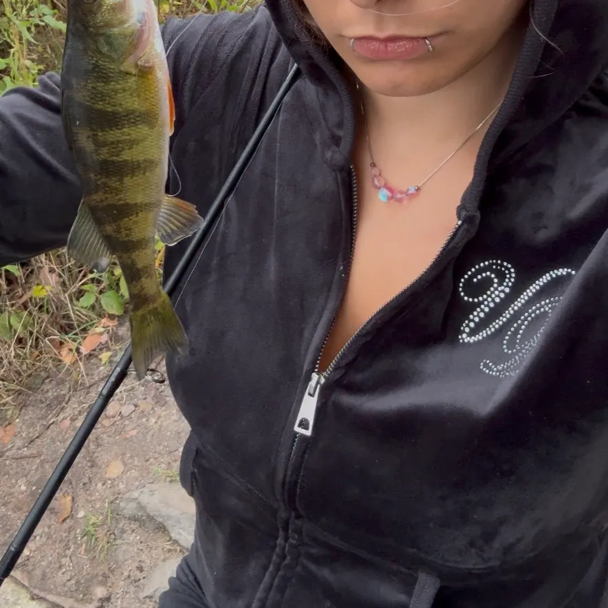 Yellow perch caught on Fishbrain