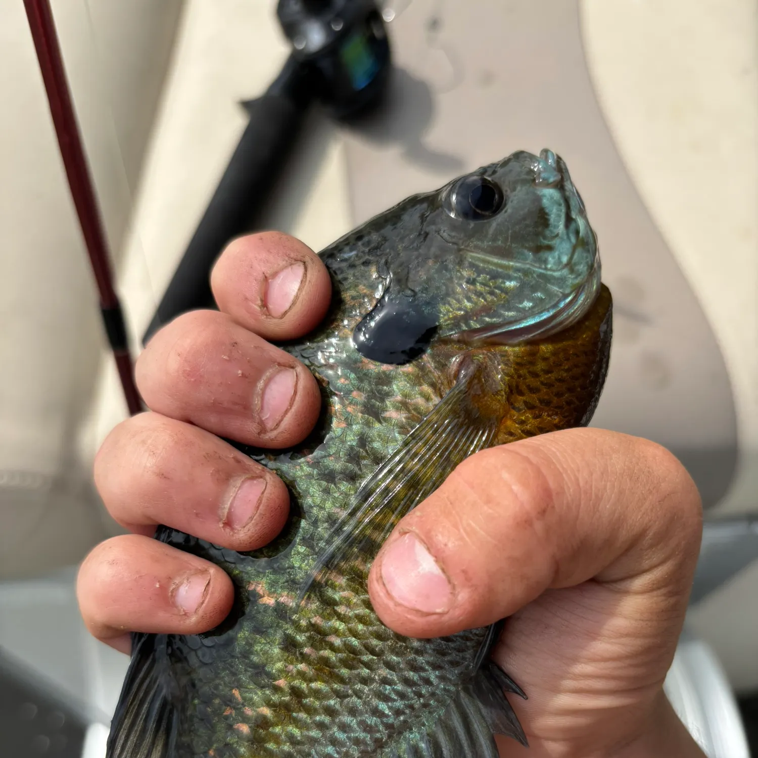 Bluegill caught on Fishbrain