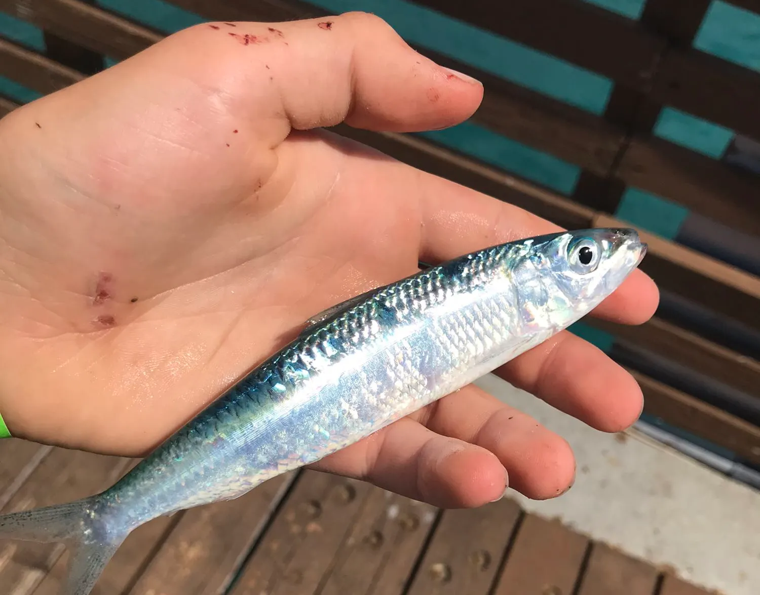 Atlantic herring