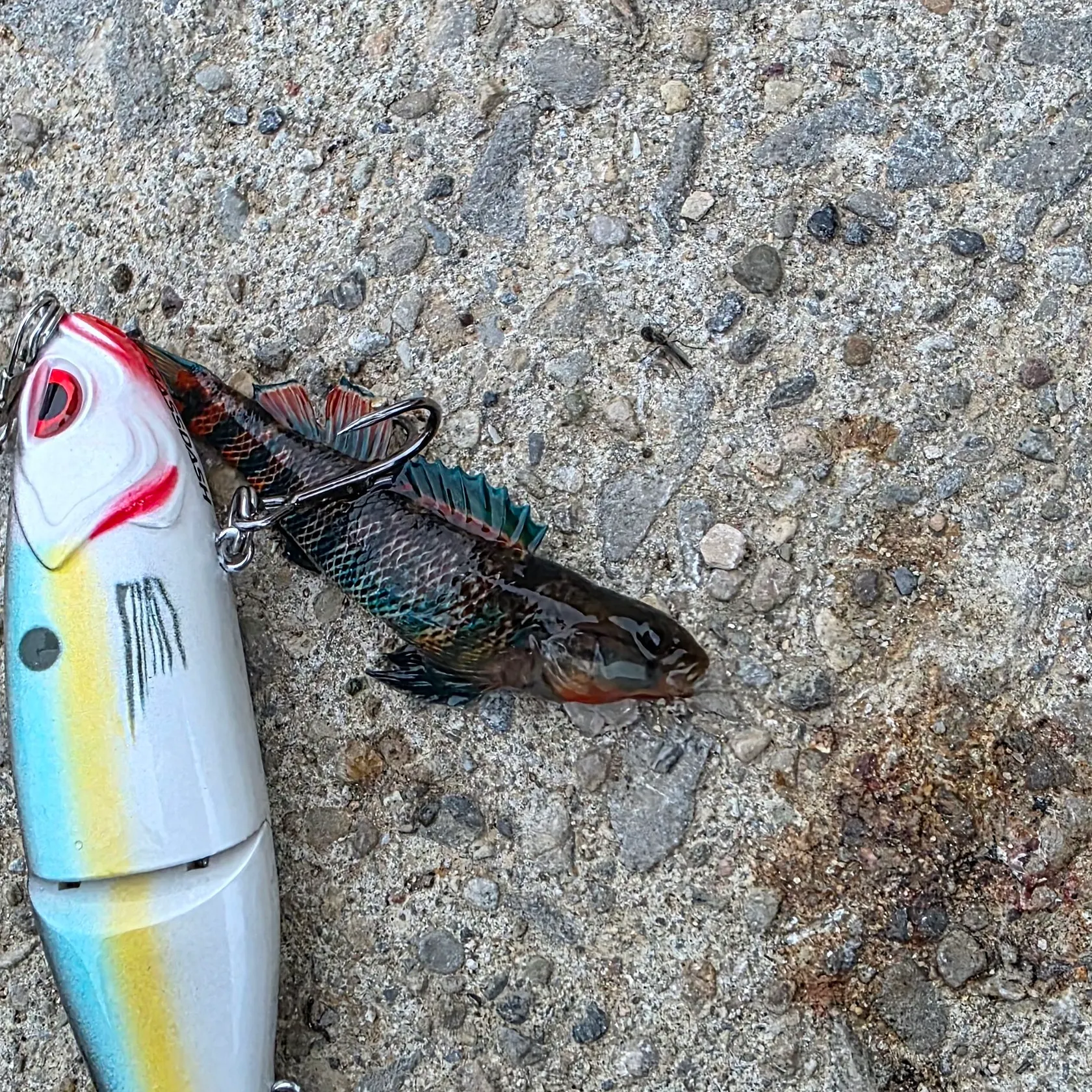 The most recent Rainbow darter catches on Fishbrain
