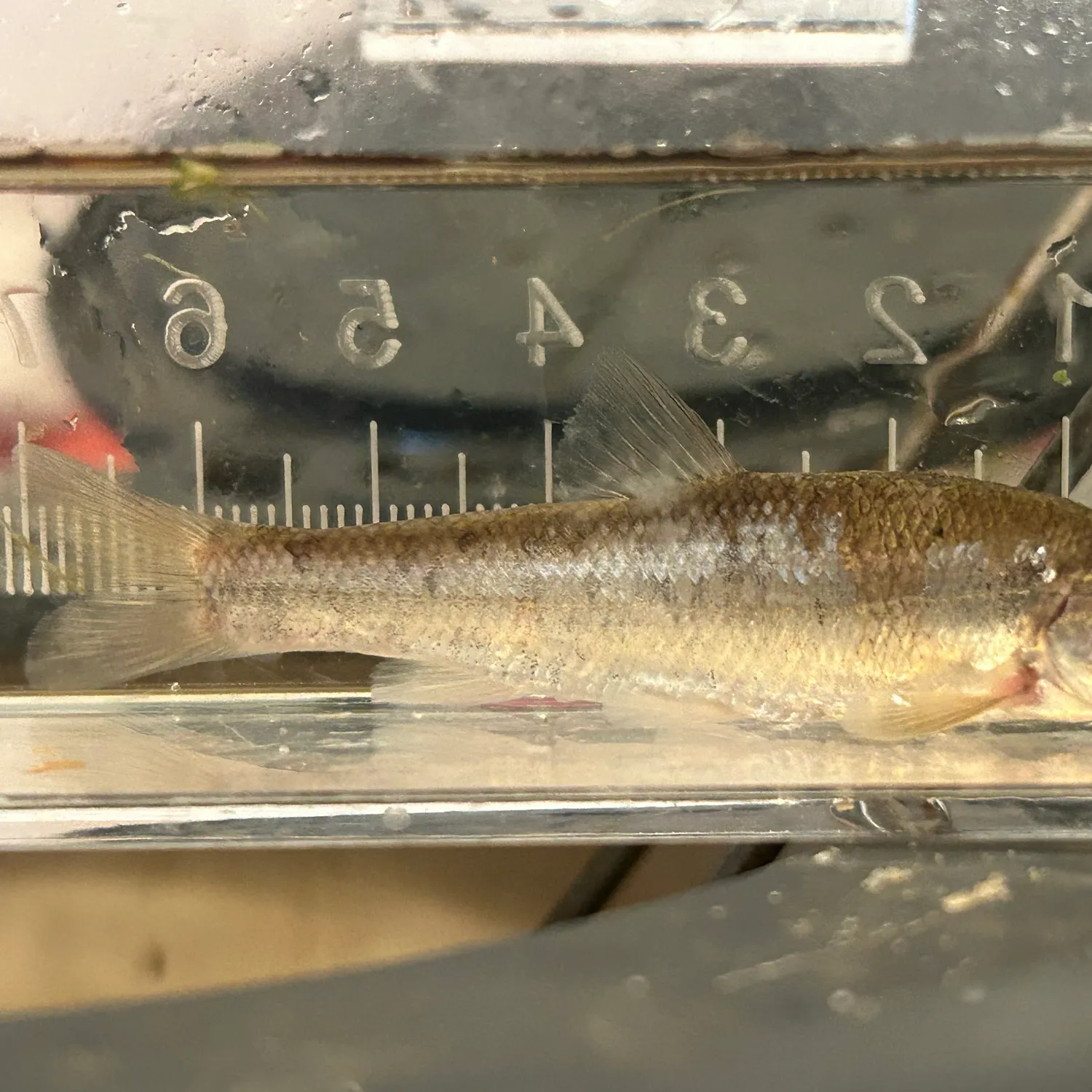 The most recent Central stoneroller catches on Fishbrain