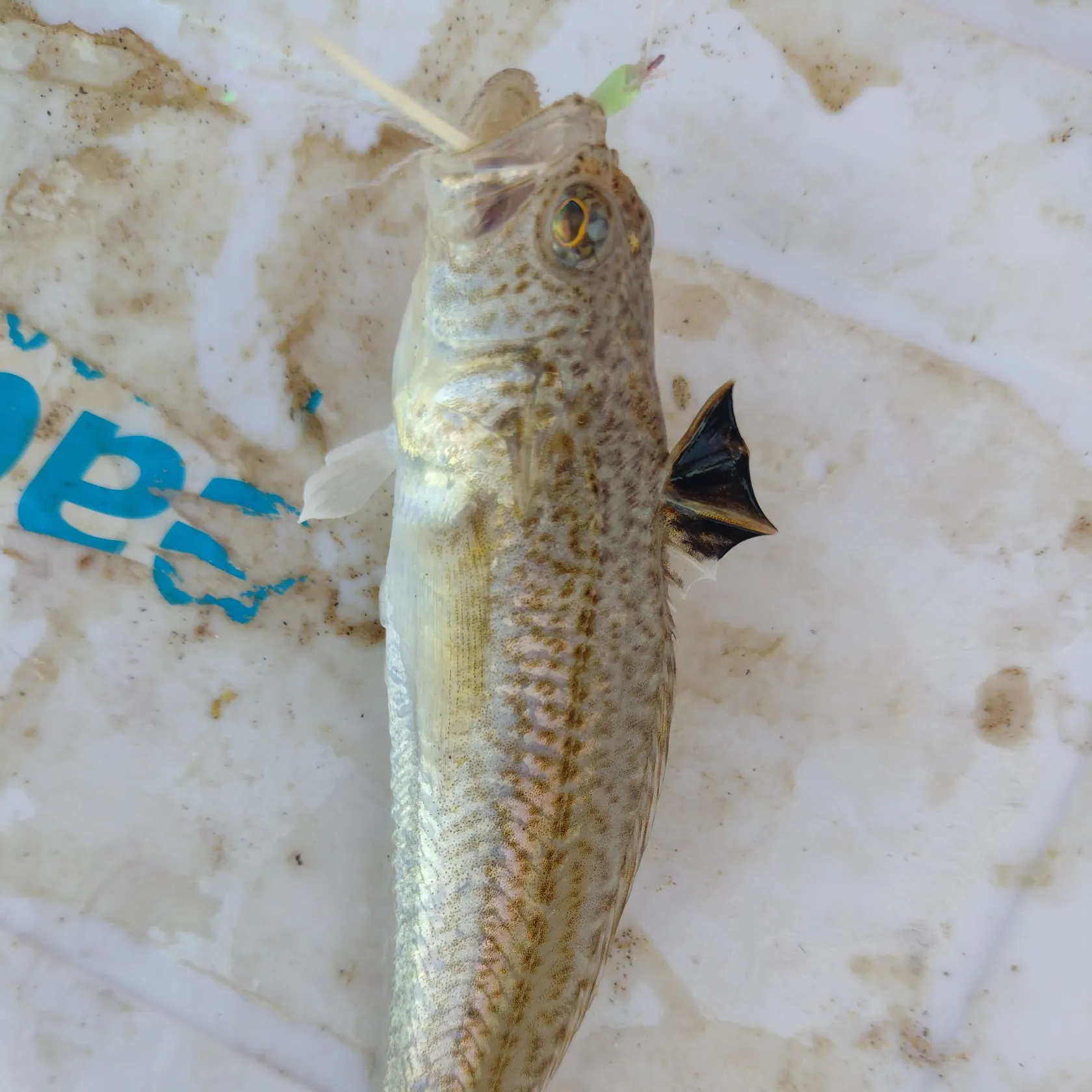 The most recent Lesser weever catches on Fishbrain