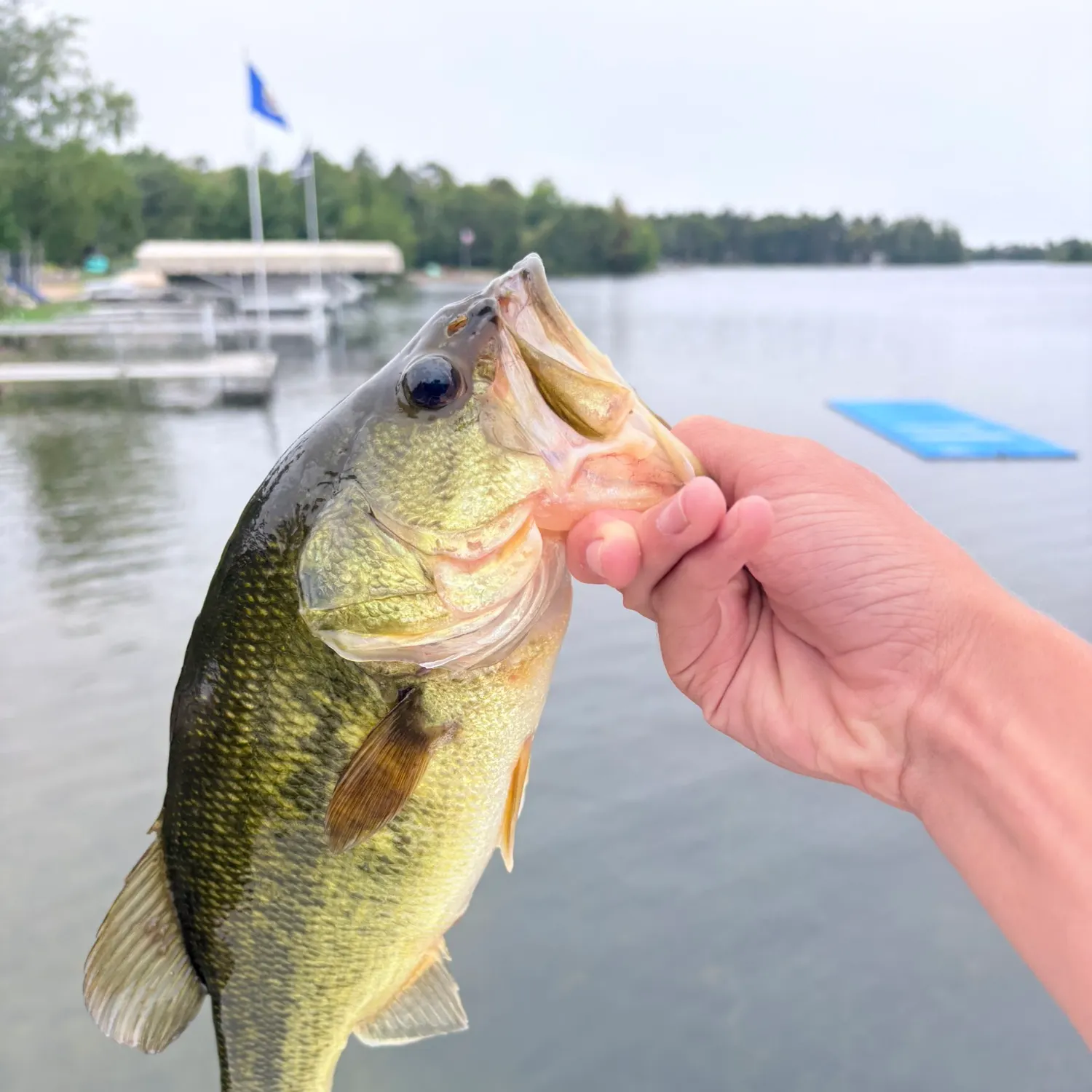 Largemouth bass caught on Fishbrain