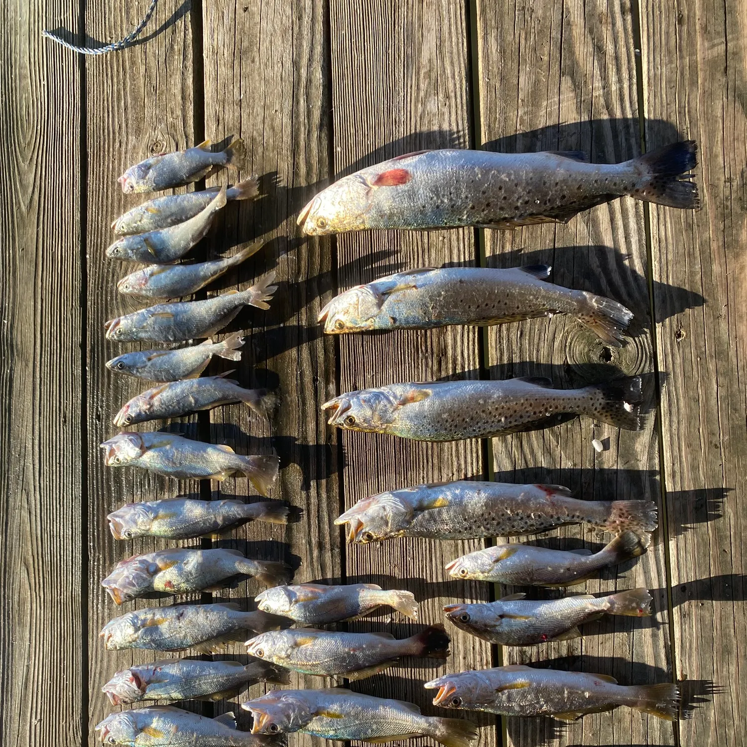 recently logged catches