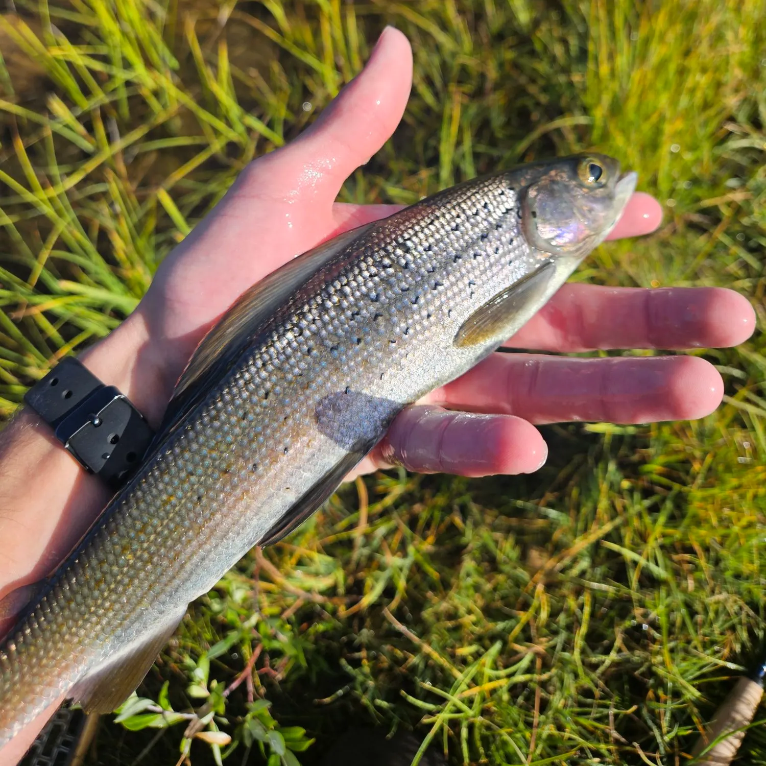The most recent Arctic grayling catches on Fishbrain
