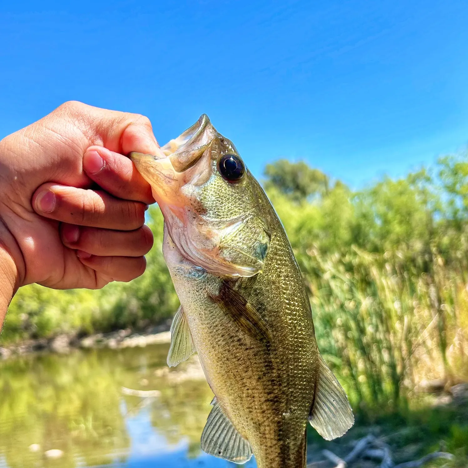 Largemouth bass caught on Fishbrain