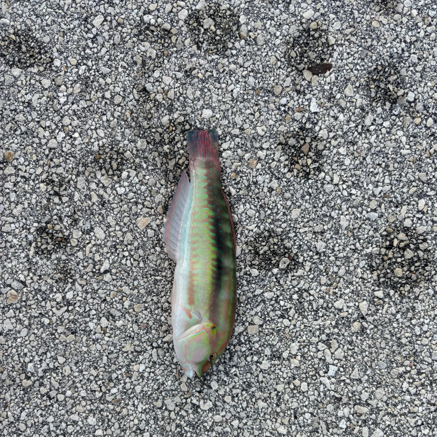 The most recent Slippery dick wrasse catches on Fishbrain