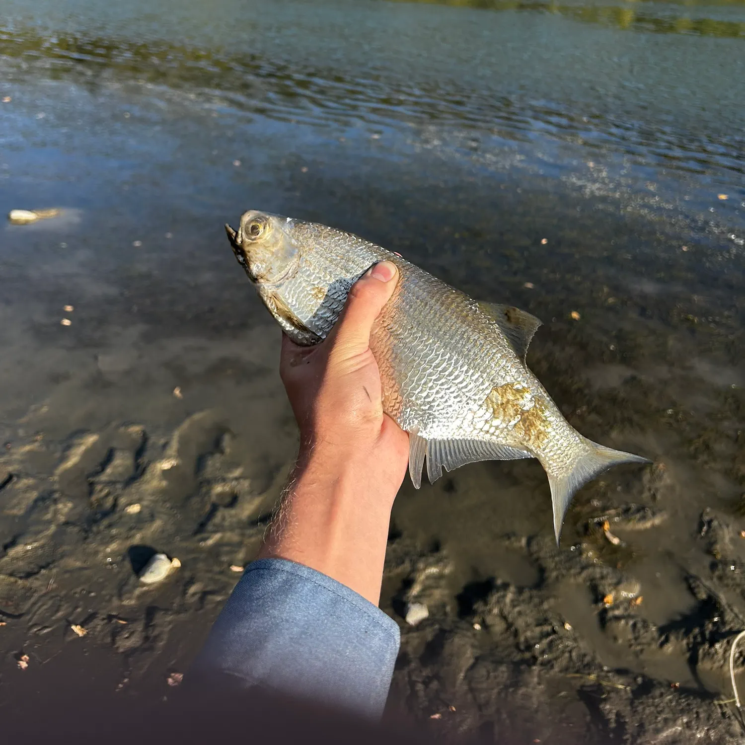 The most recent Goldeye catches on Fishbrain