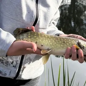 Northern pike caught on Fishbrain