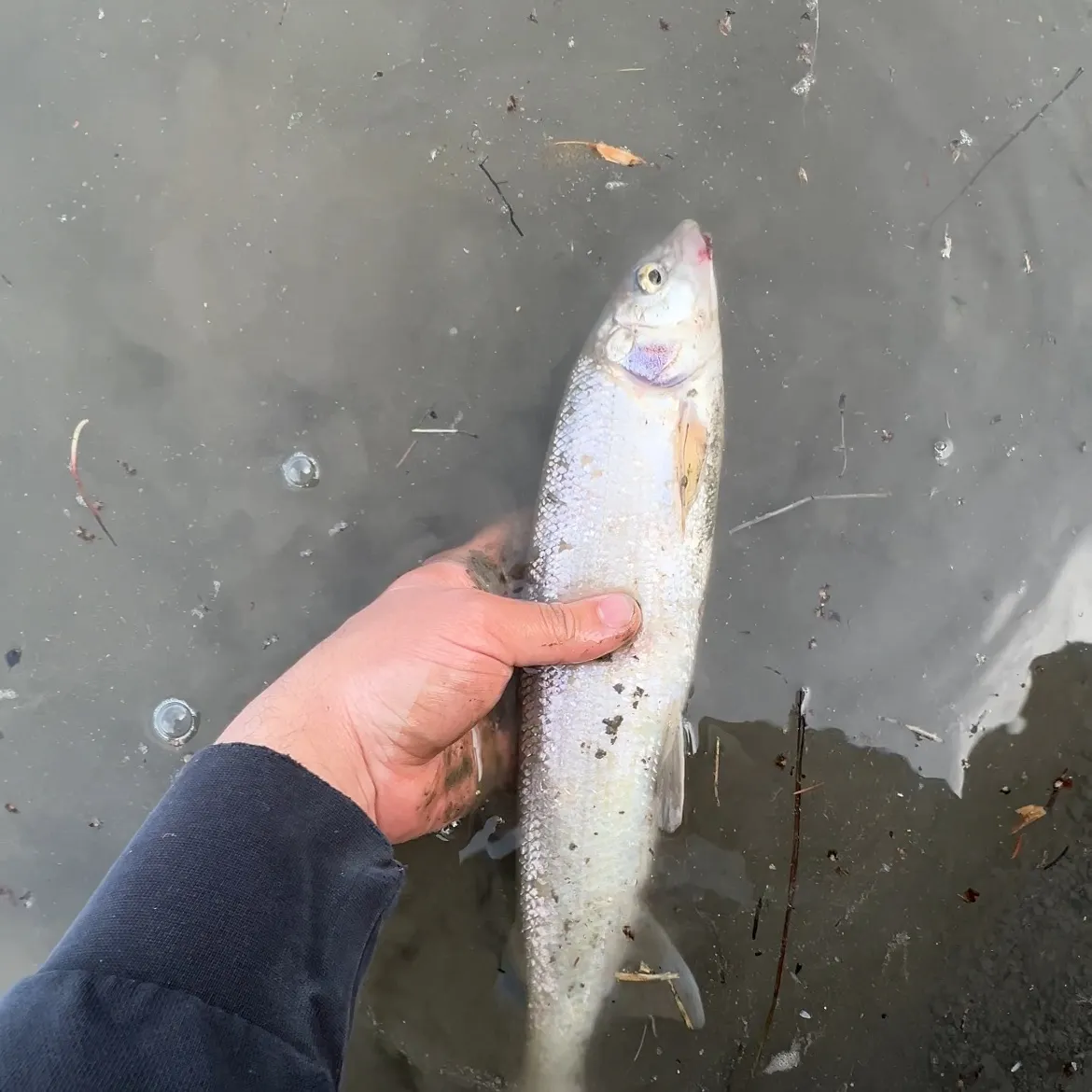 The most recent Mountain whitefish catches on Fishbrain