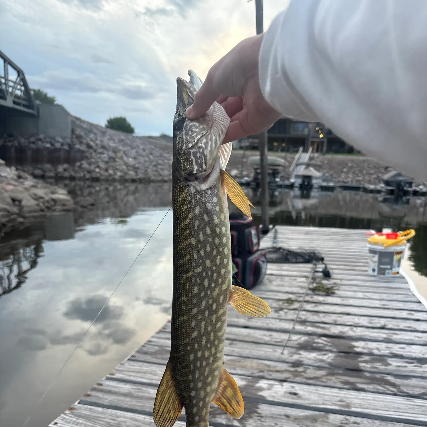 Northern pike caught on Fishbrain