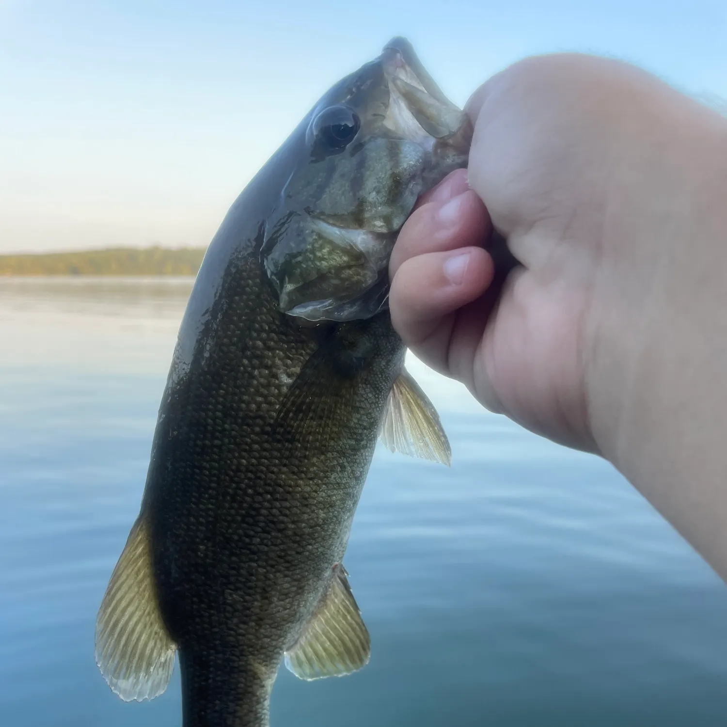 Smallmouth bass caught on Fishbrain