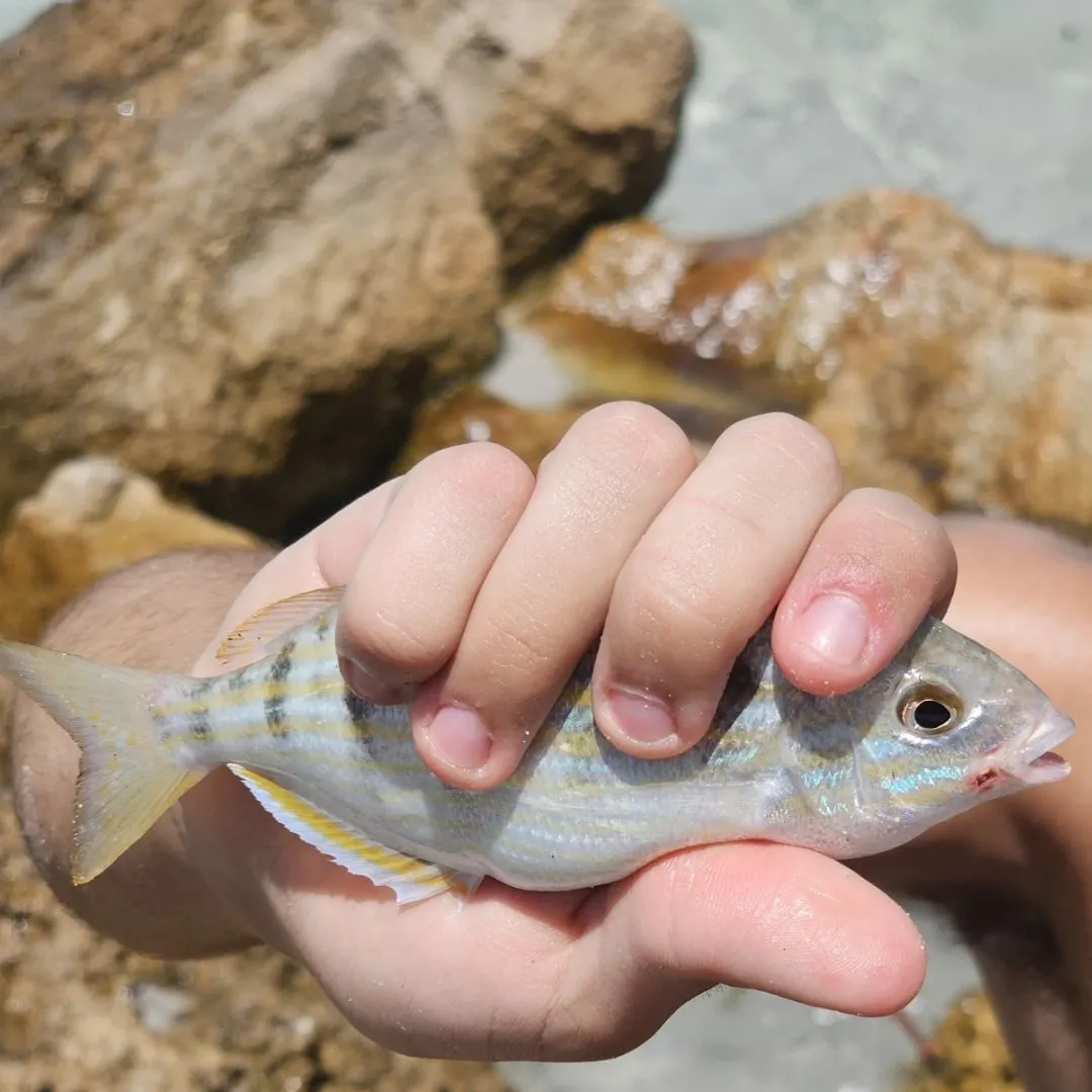 The most recent Pinfish catches on Fishbrain