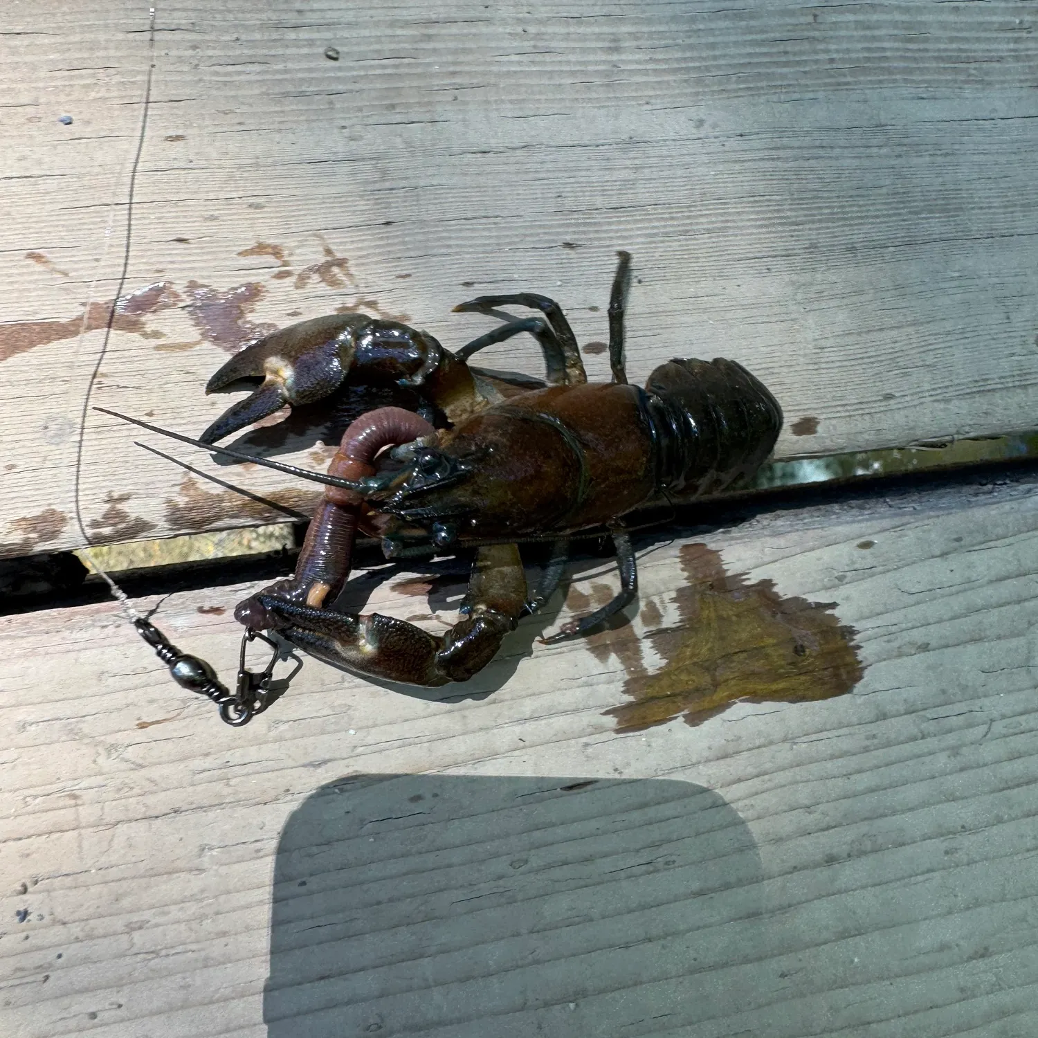 The most recent Appalachian brook crayfish catches on Fishbrain