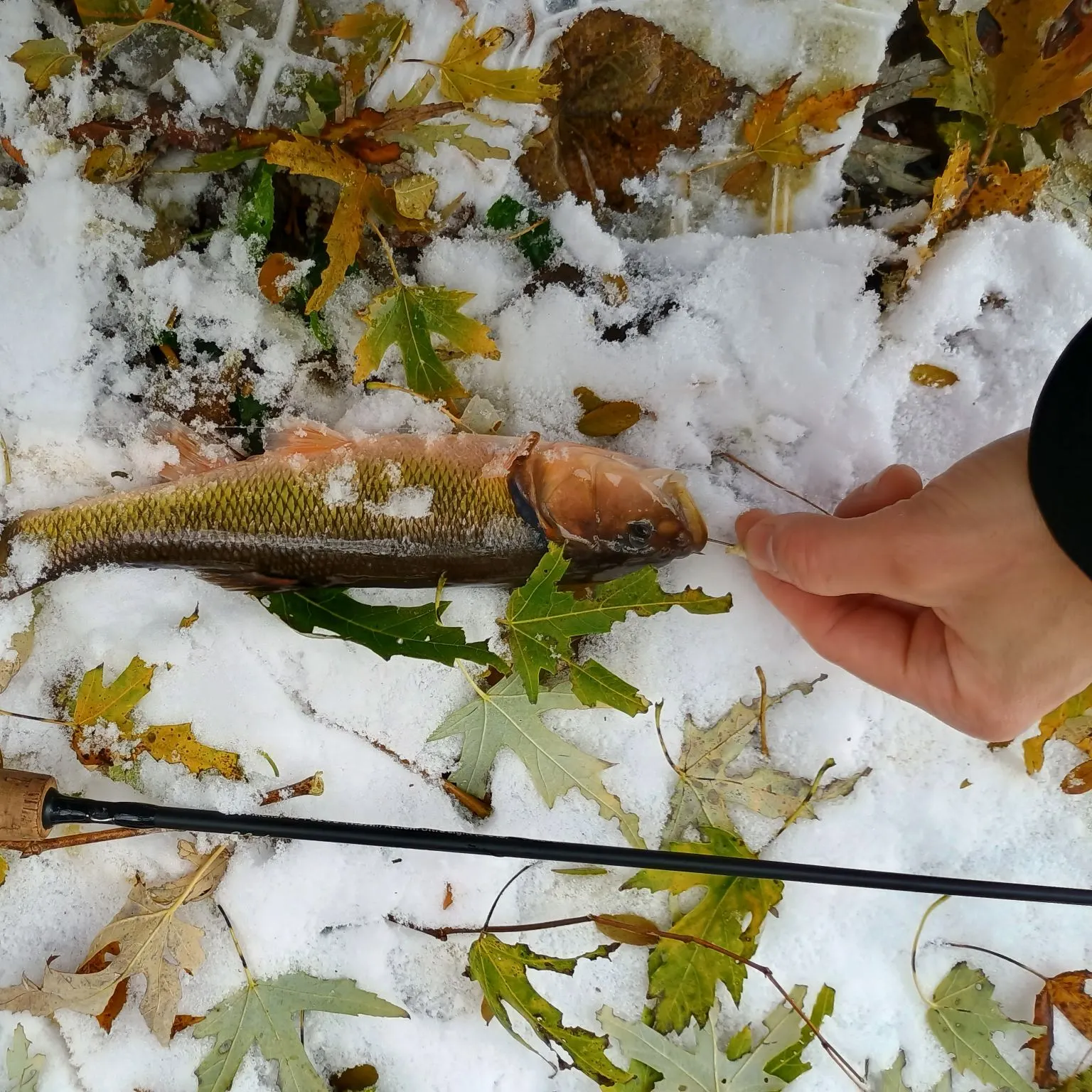 The most recent Hornyhead chub catches on Fishbrain