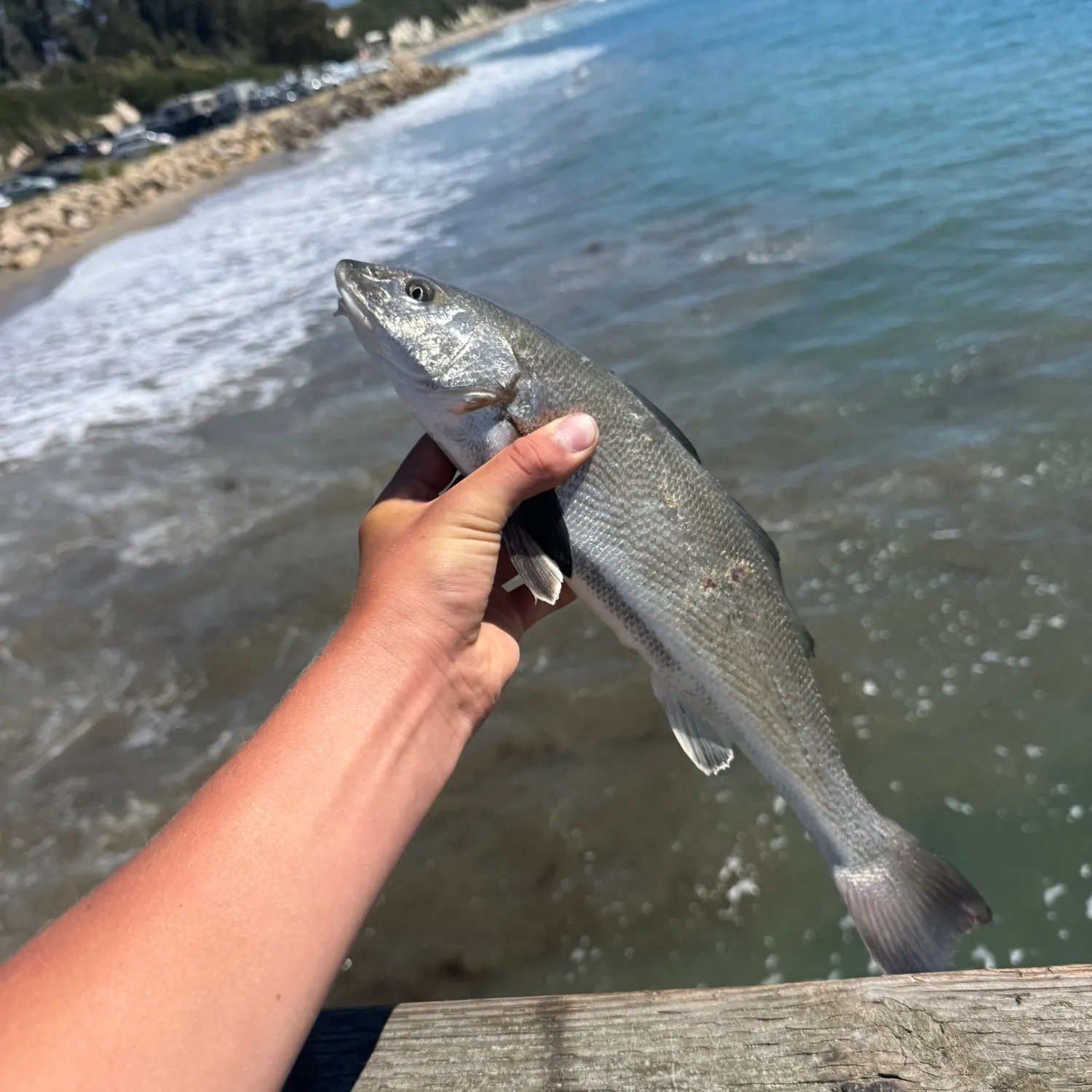 The most recent California corbina catches on Fishbrain