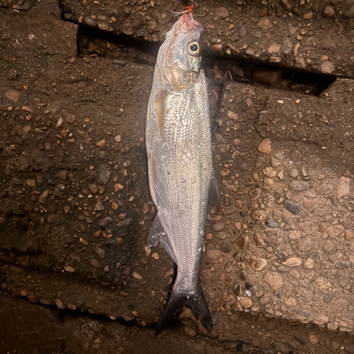 The most recent Predatory carp catches on Fishbrain