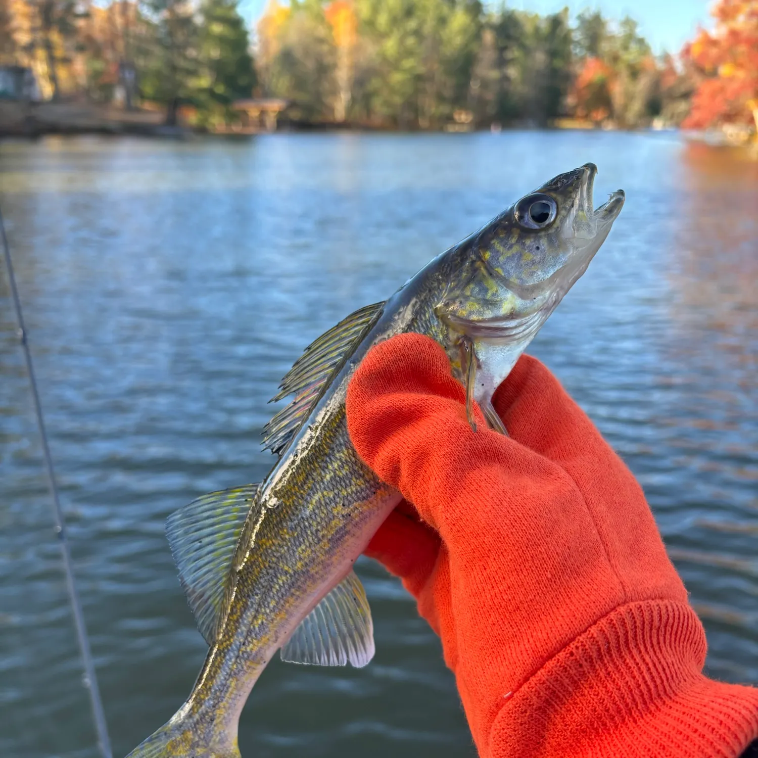 Walleye caught on Fishbrain