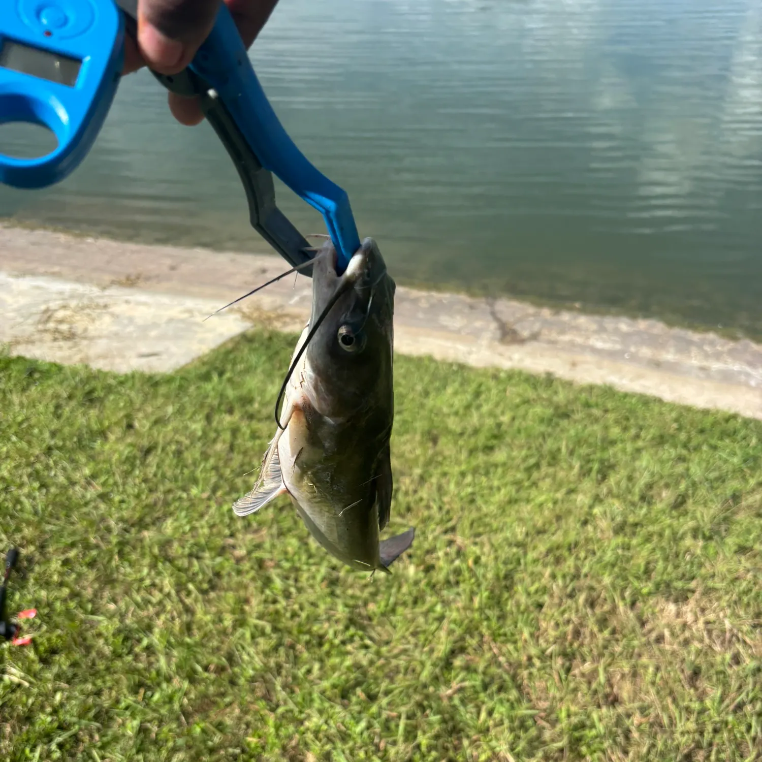 Channel catfish caught on Fishbrain