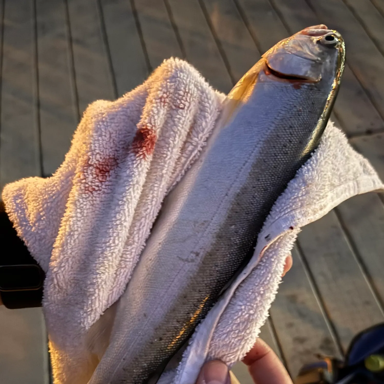 catch