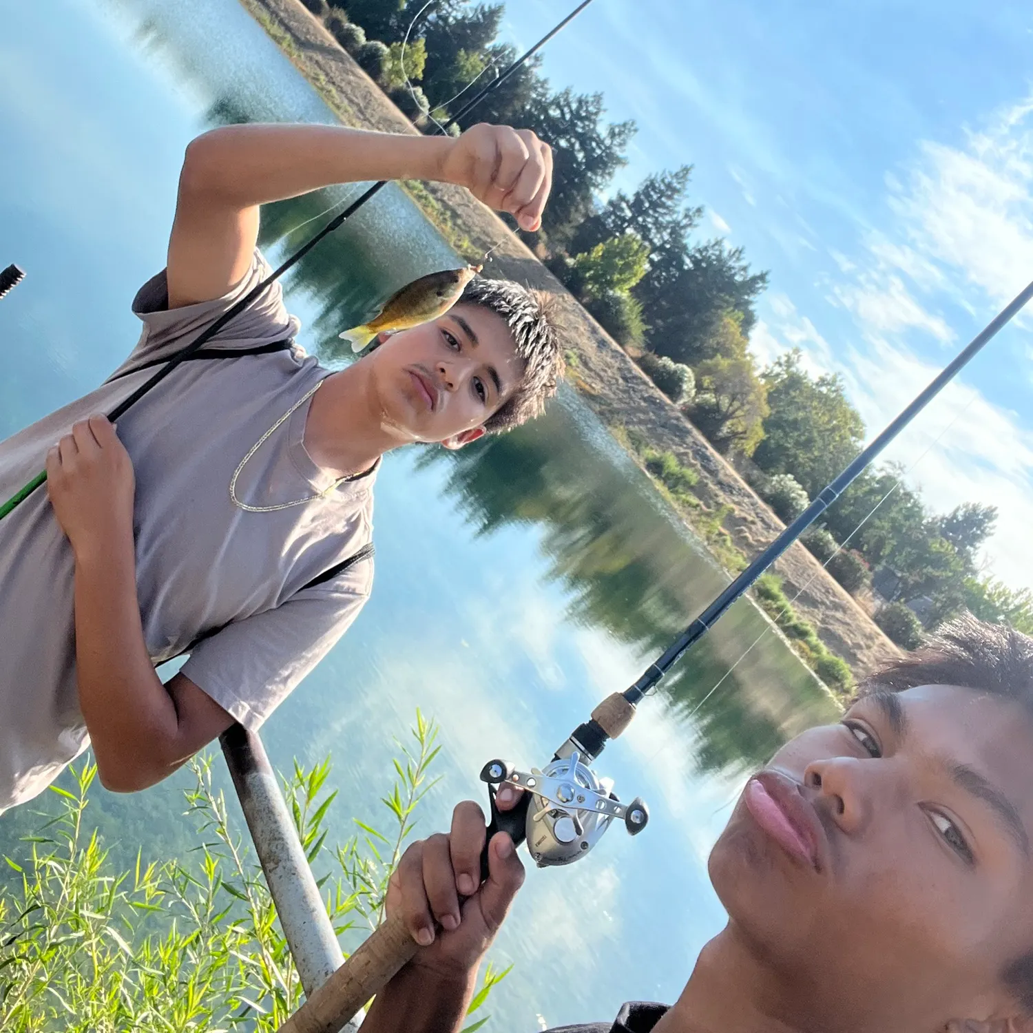 Bluegill caught on Fishbrain