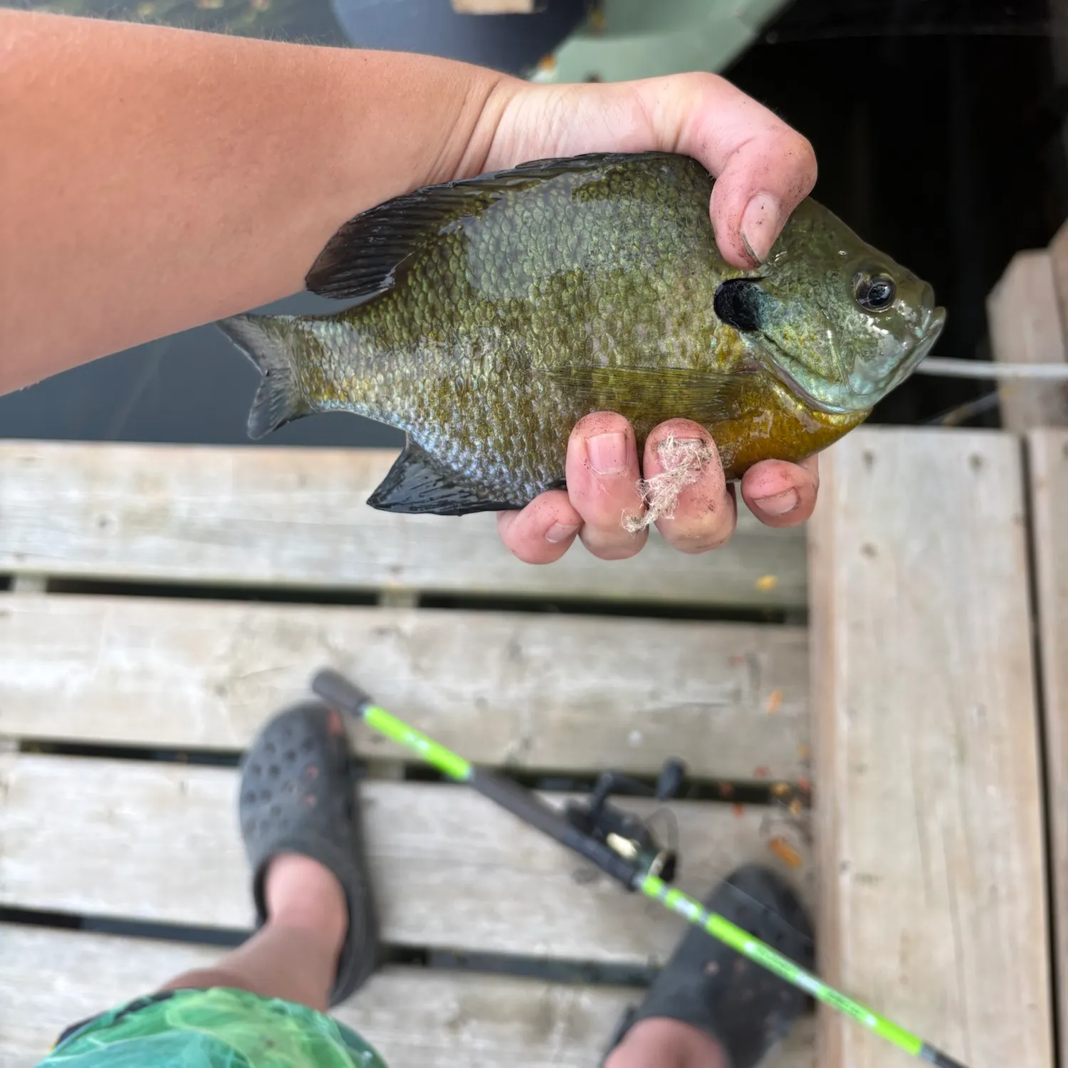 Bluegill caught on Fishbrain