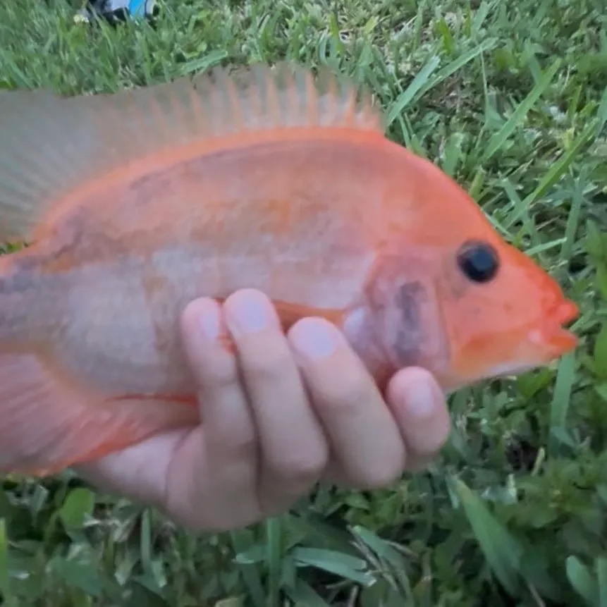 The most recent Midas cichlid catches on Fishbrain