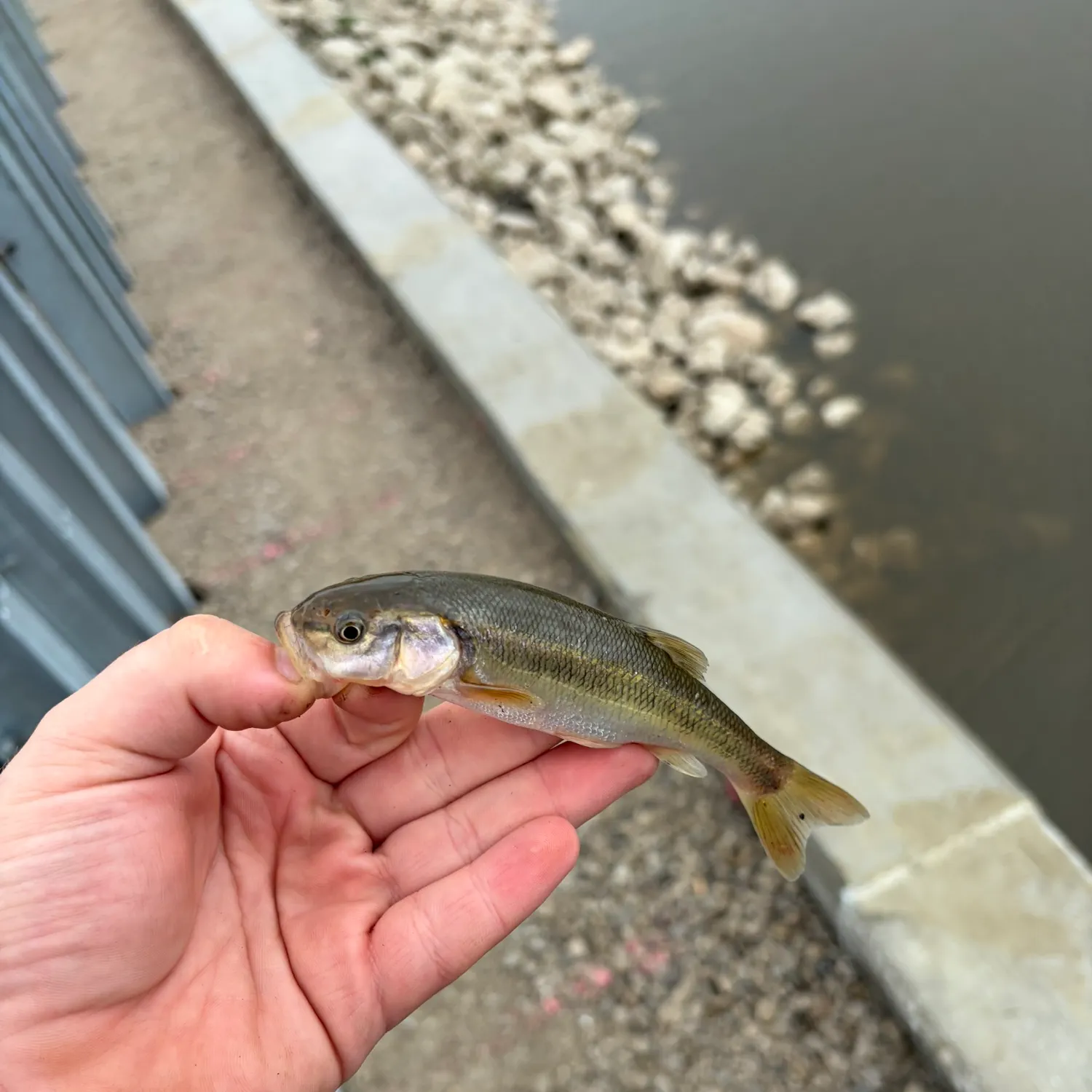Creek chub caught on Fishbrain