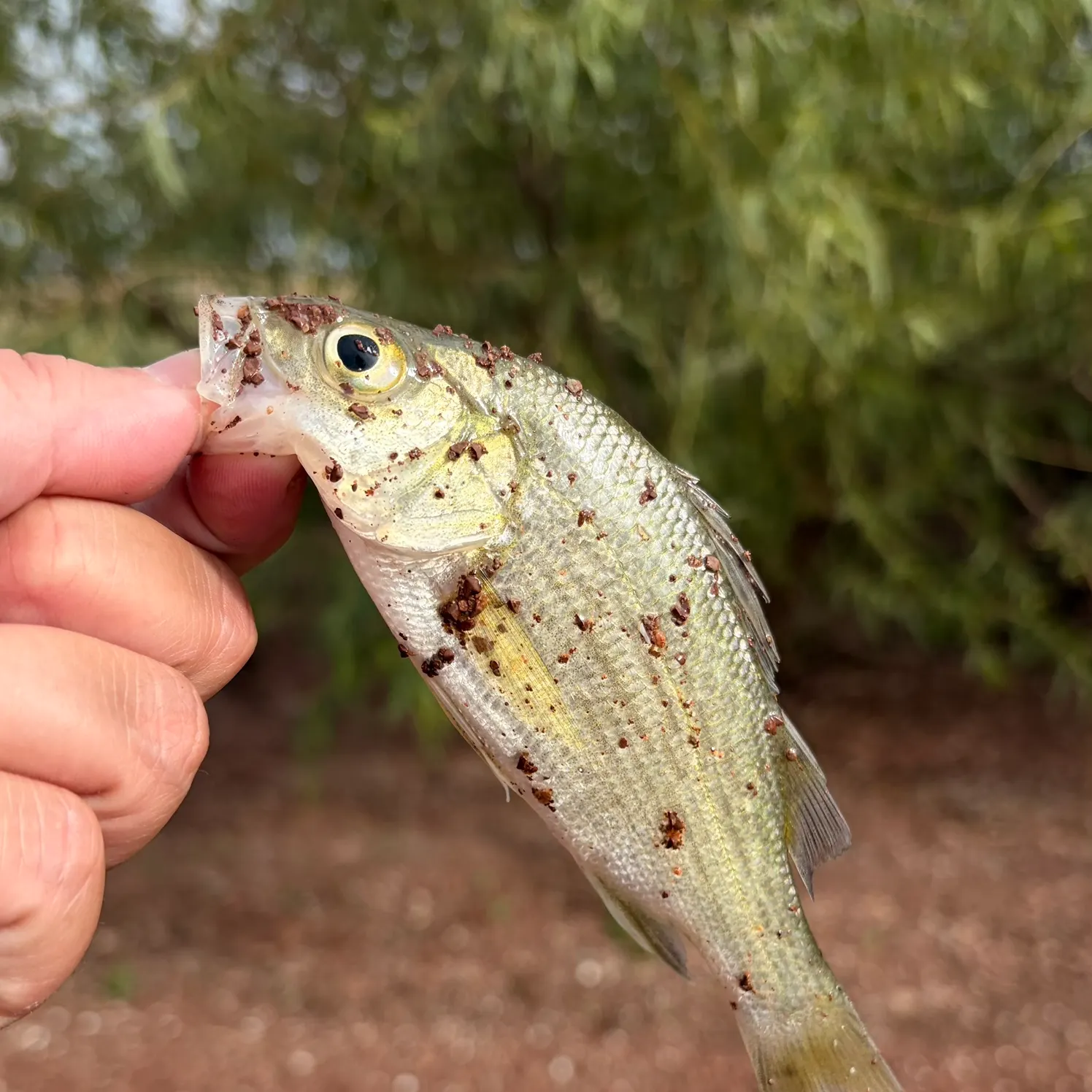 White perch caught on Fishbrain