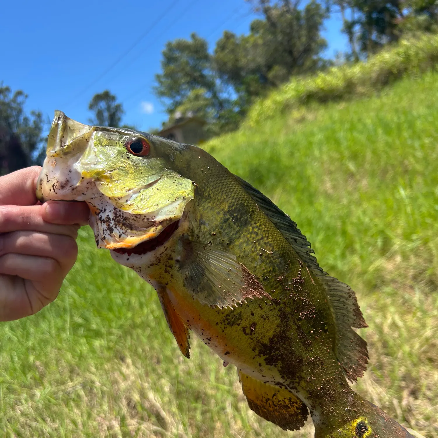 catch