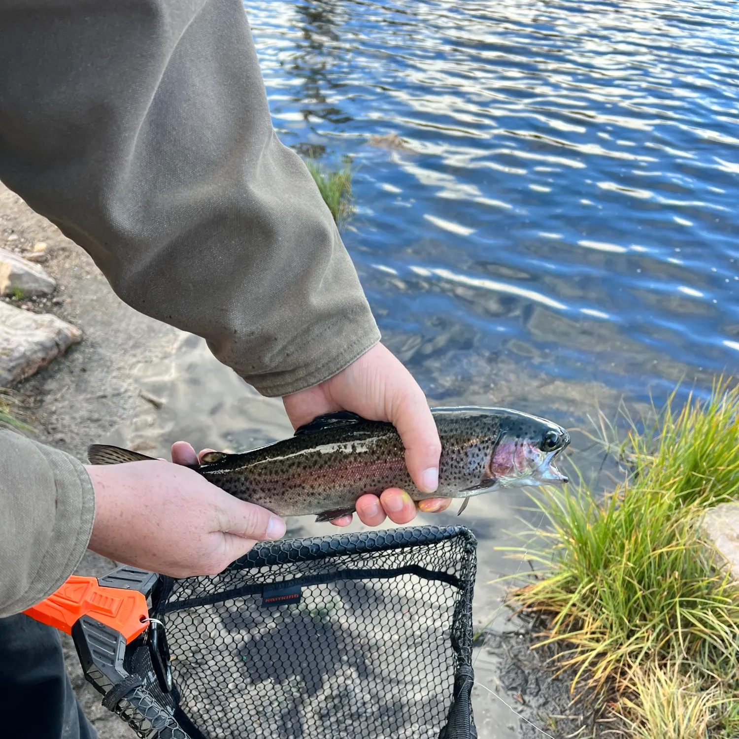 Rainbow trout caught on Fishbrain
