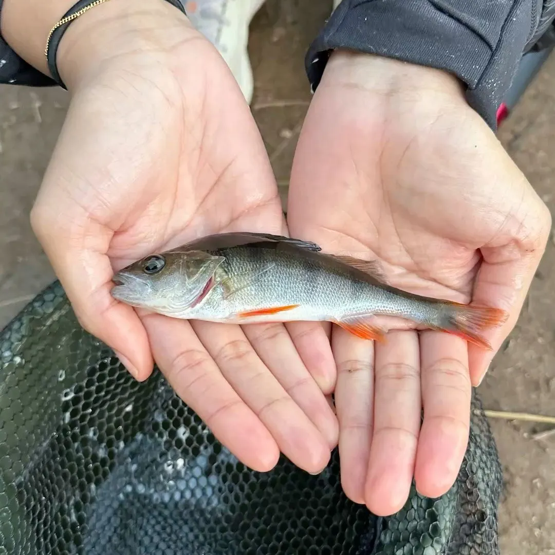 Redtail surfperch caught on Fishbrain