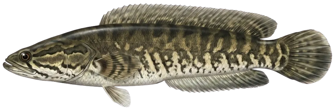 Striped snakehead