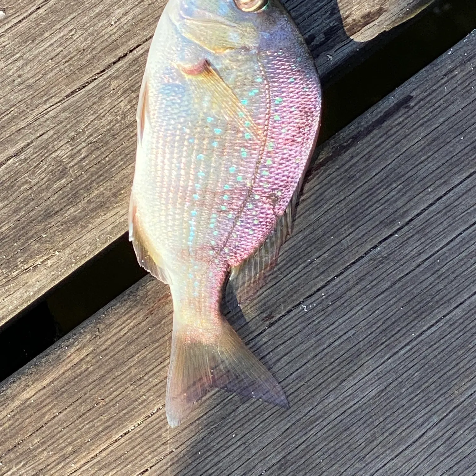 The most recent Australasian snapper catches on Fishbrain