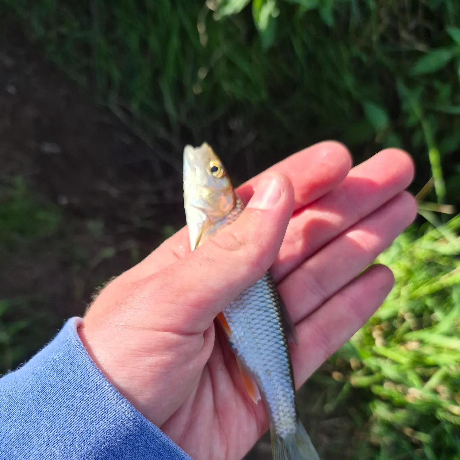 European chub caught on Fishbrain