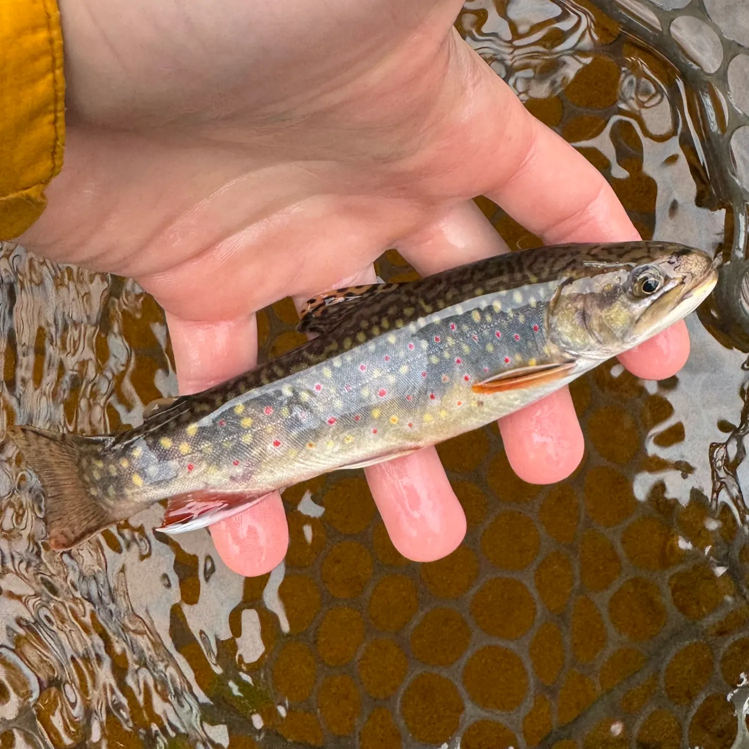 Brook trout caught on Fishbrain