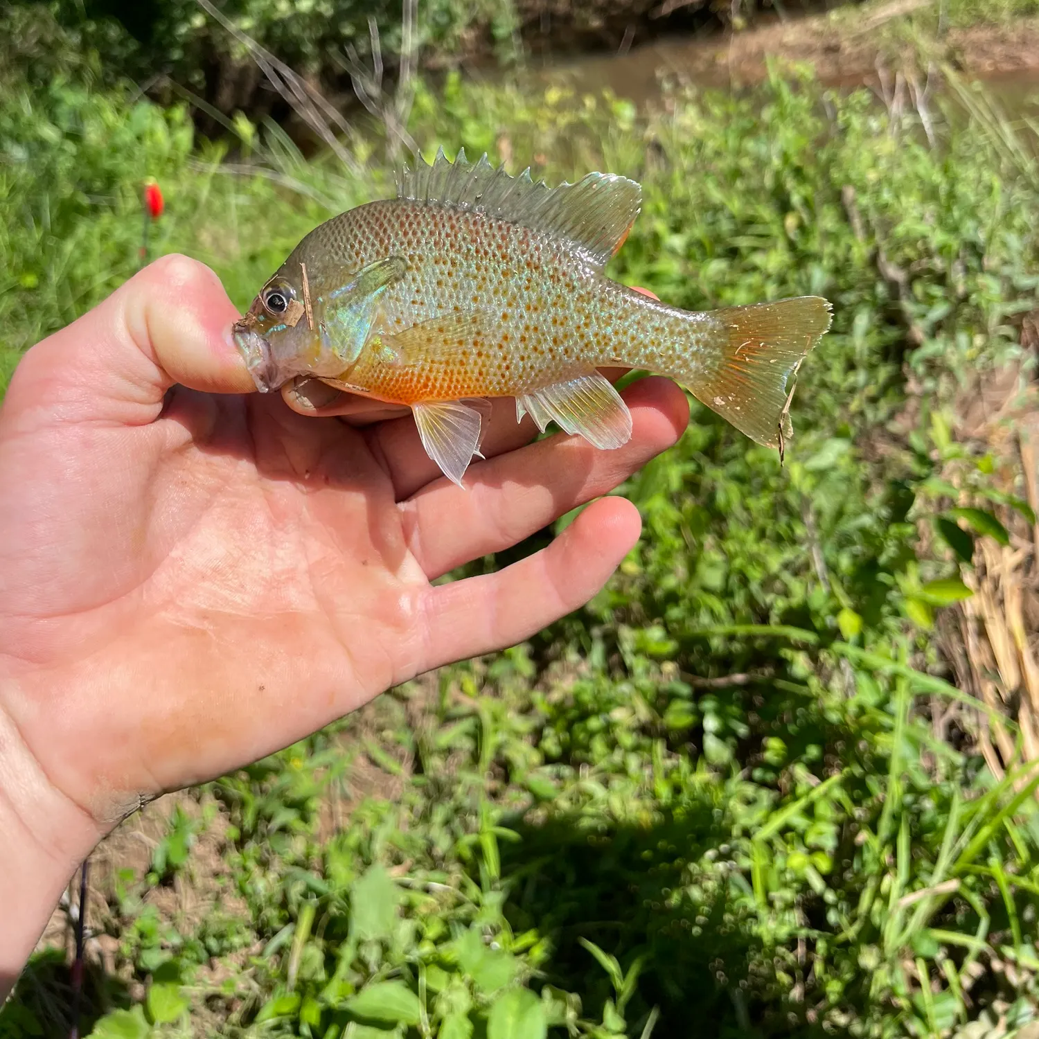 angler catch