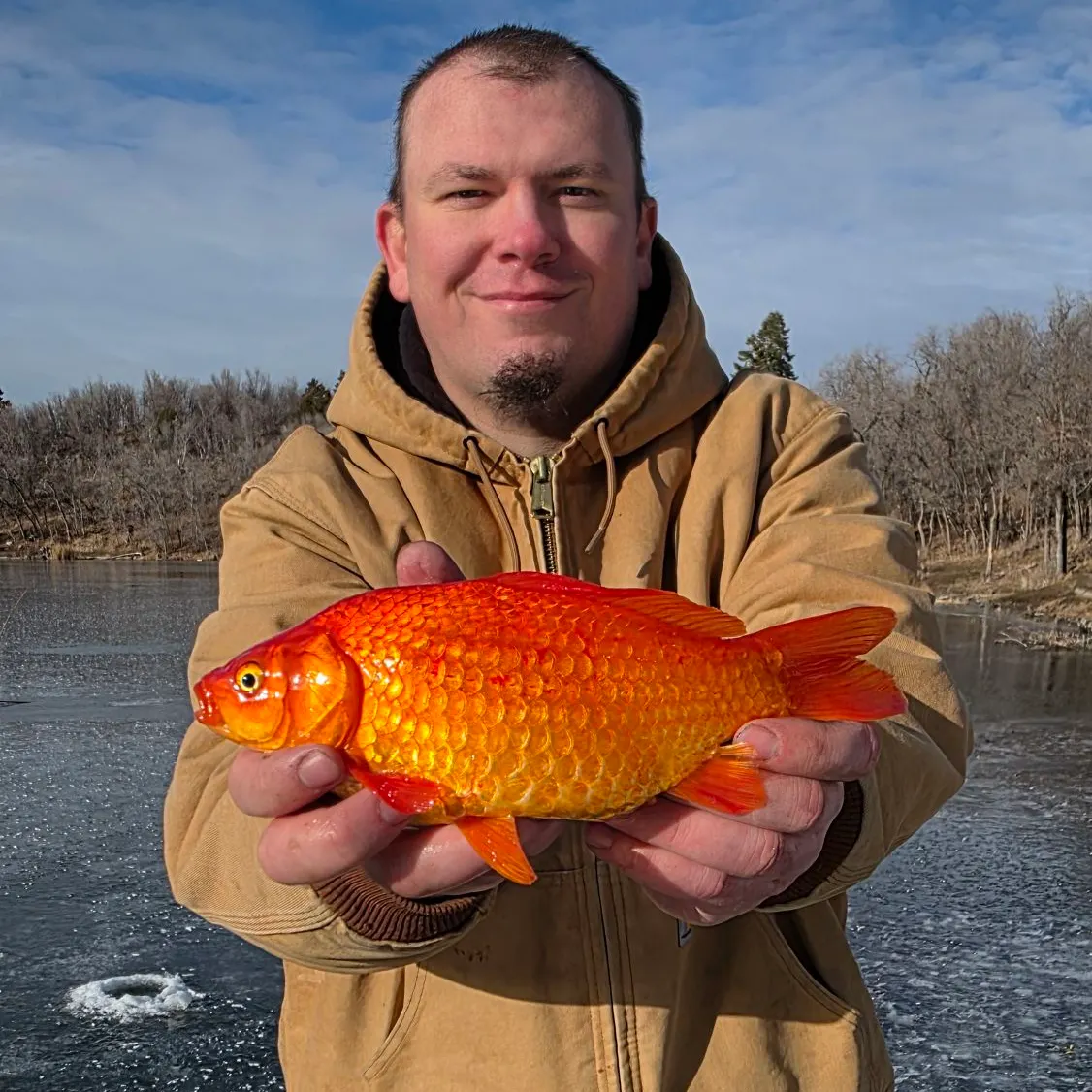 The most recent Goldfish catches on Fishbrain