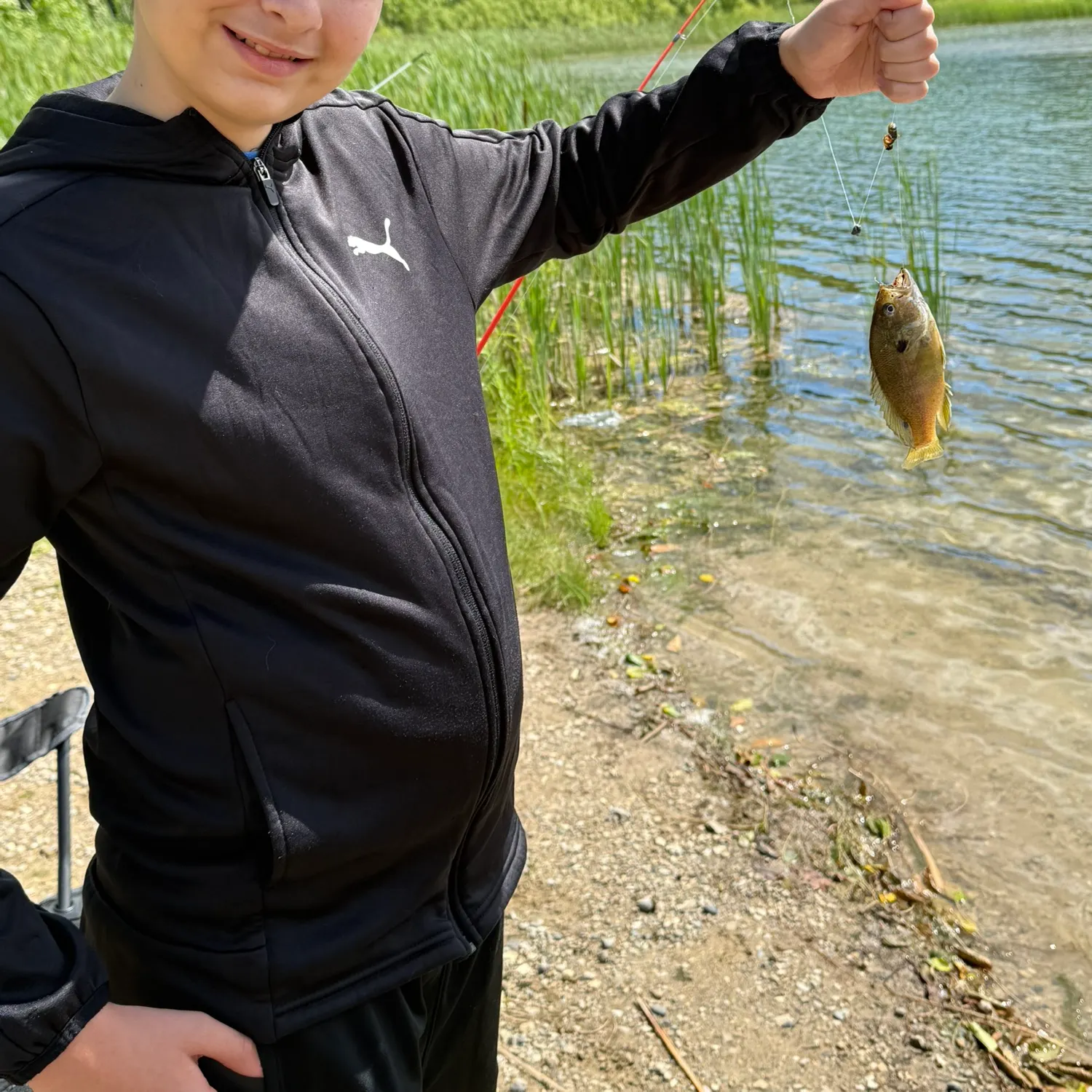 Bluegill caught on Fishbrain