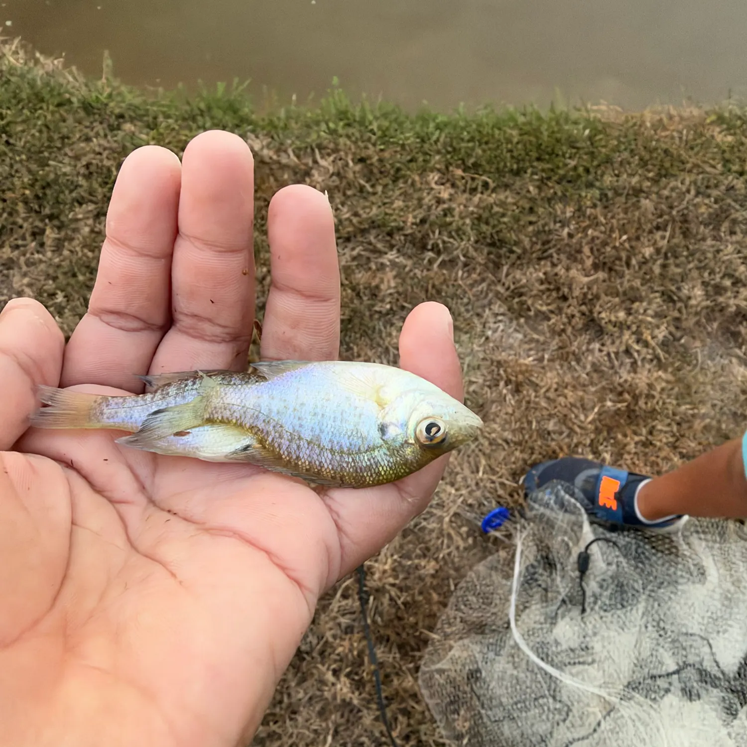 White crappie caught on Fishbrain