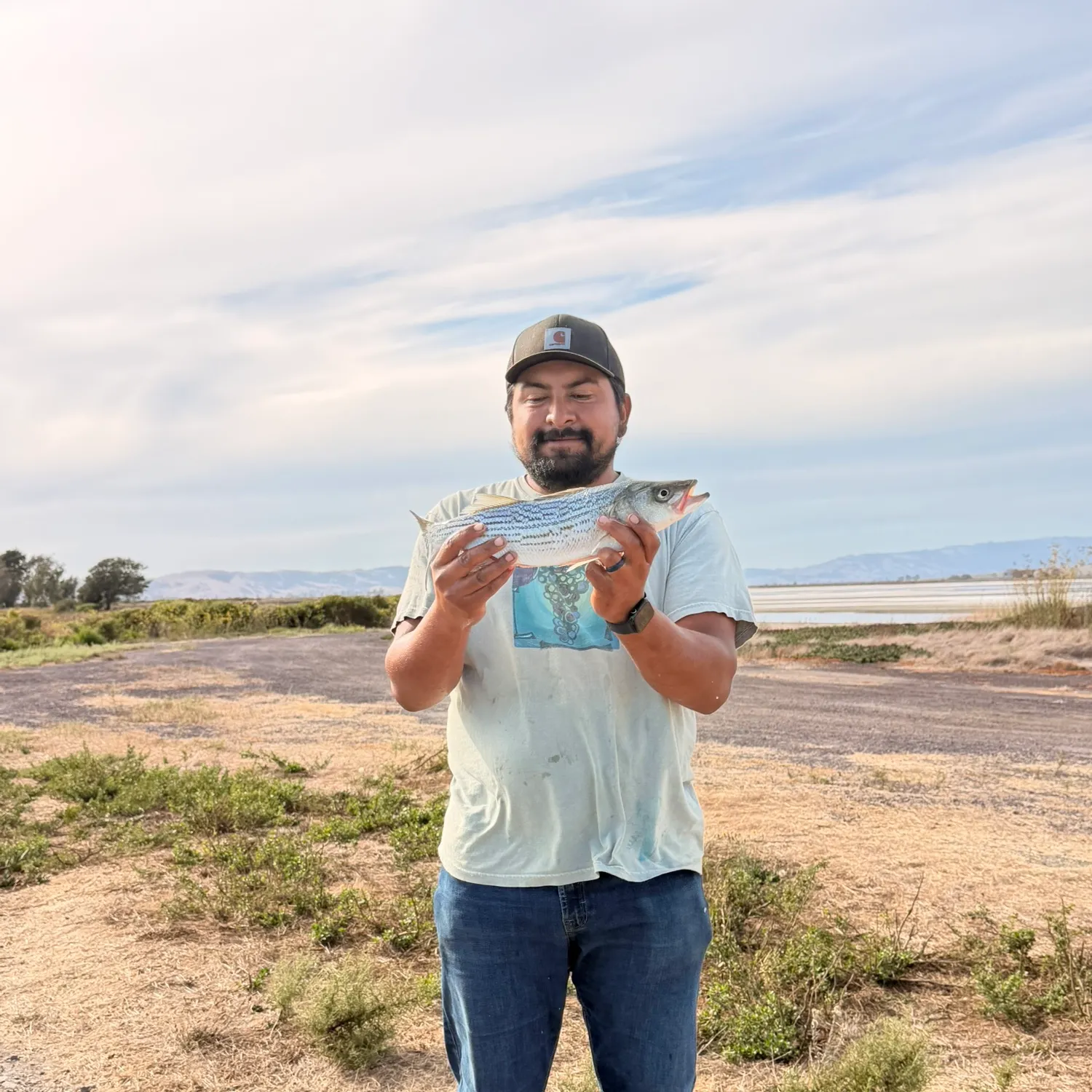 Striped bass caught on Fishbrain