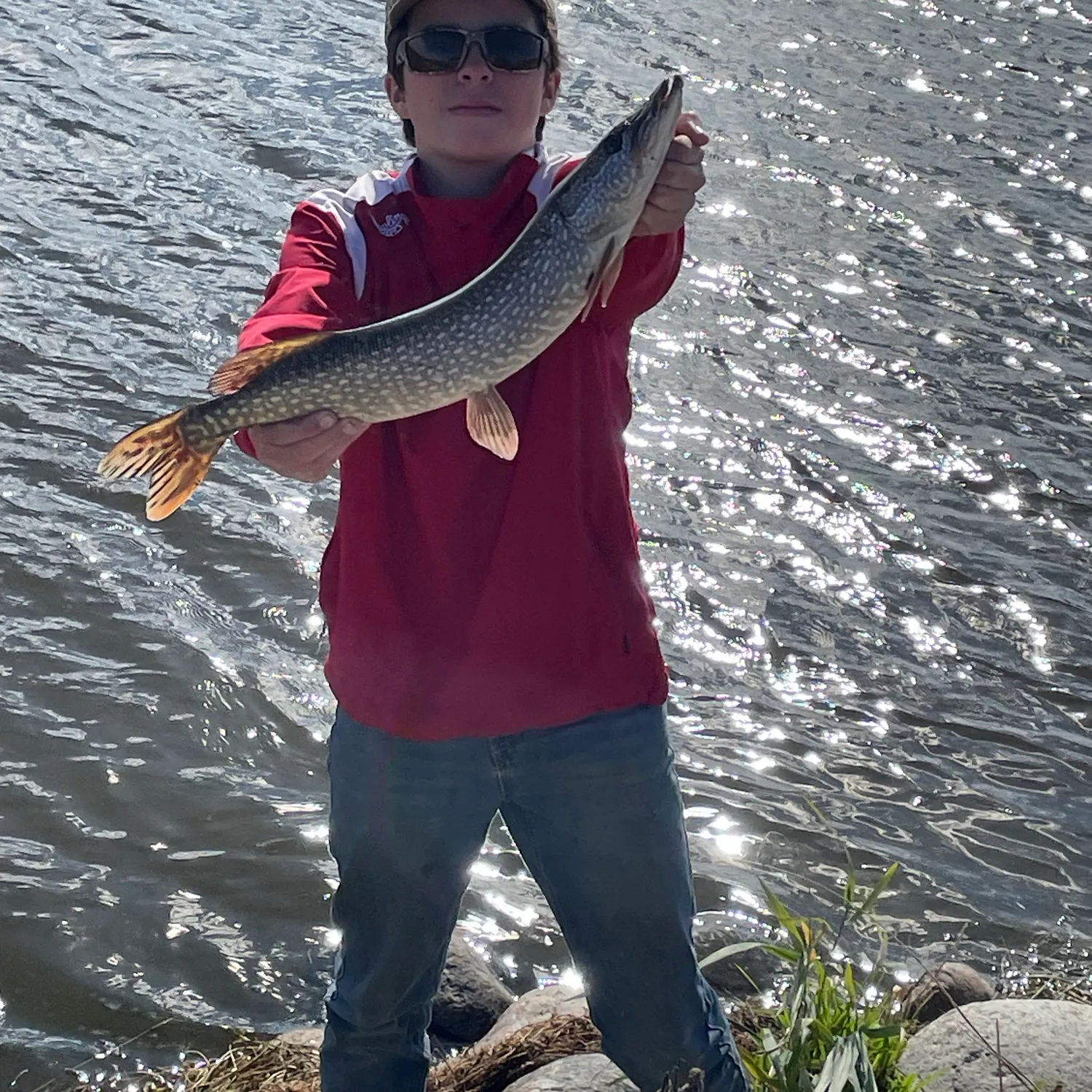 Northern pike caught on Fishbrain