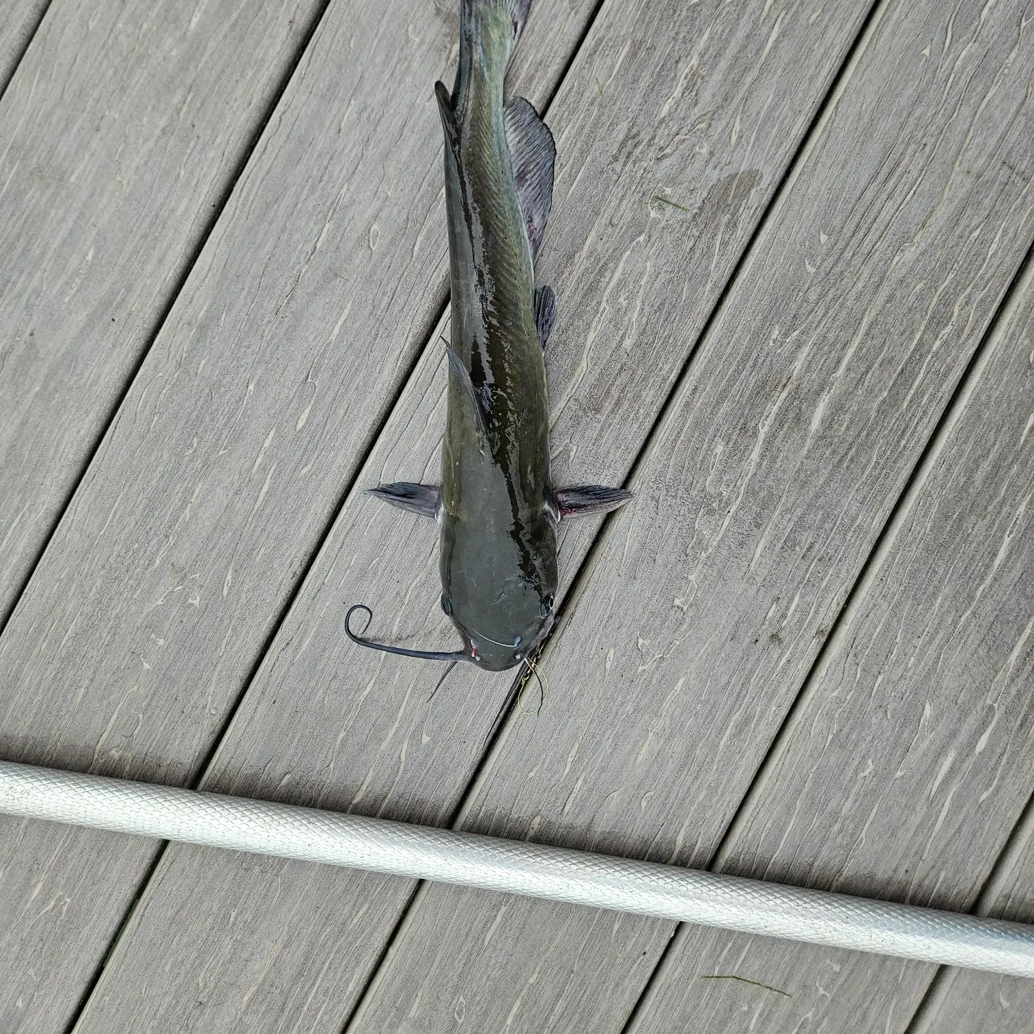 Channel catfish caught on Fishbrain