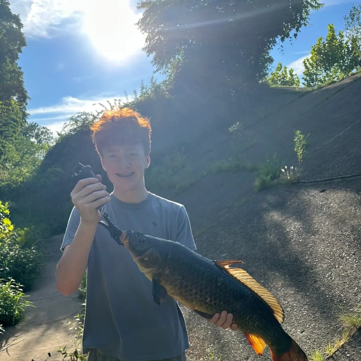 Common carp caught on Fishbrain