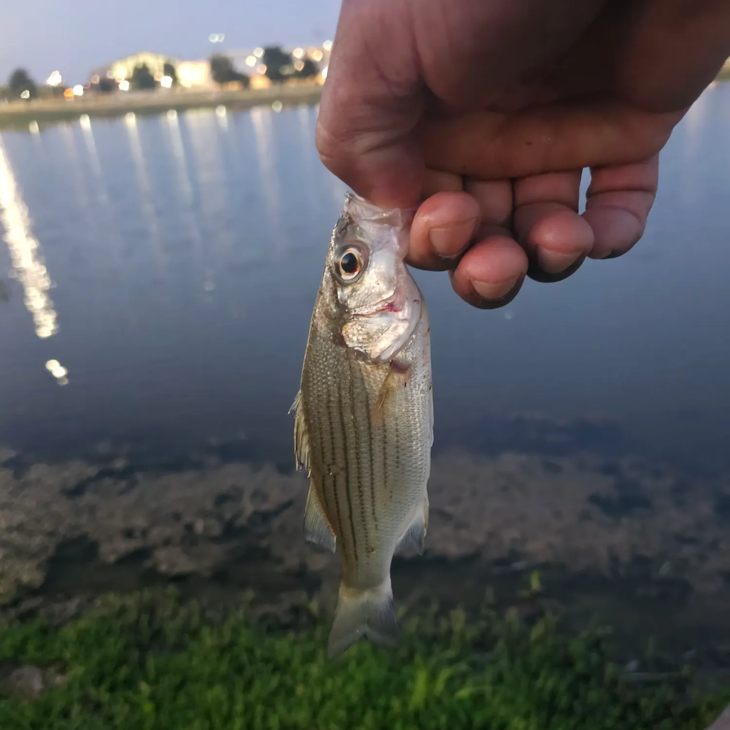 The most recent Yellow bass catches on Fishbrain