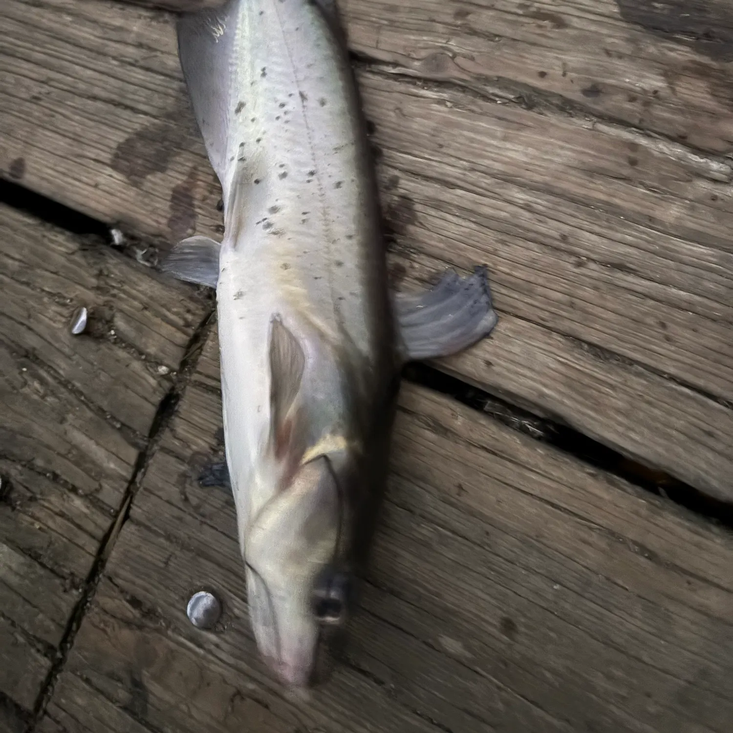Channel catfish caught on Fishbrain