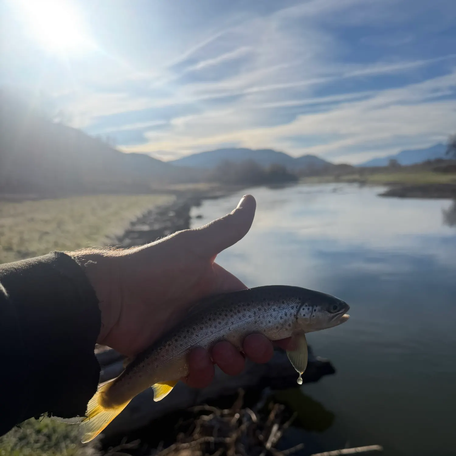 Brown trout caught on Fishbrain