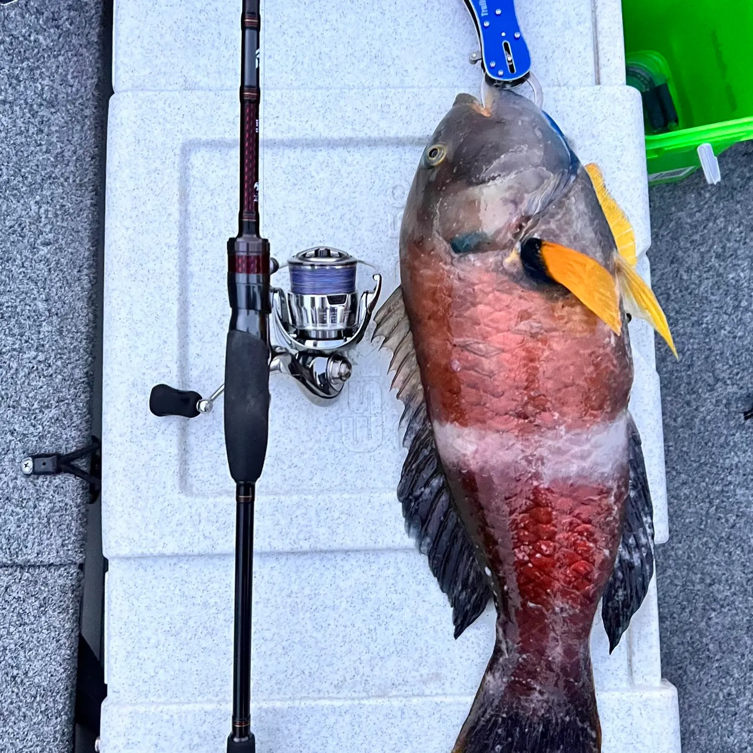 recently logged catches