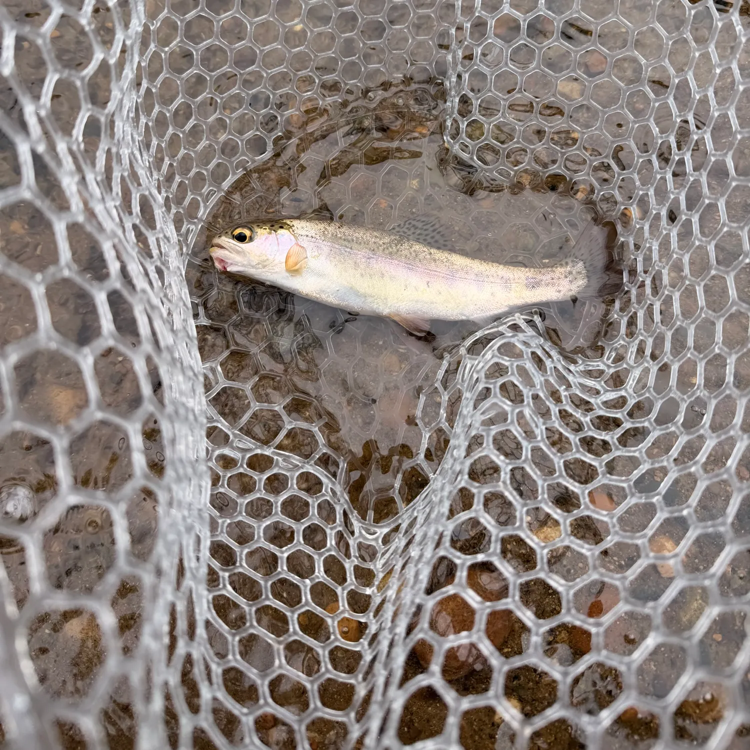 Rainbow trout caught on Fishbrain